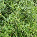 Itea ilicifolia P16